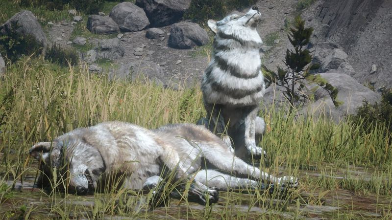 Wolves Howl For Lost Pack Members