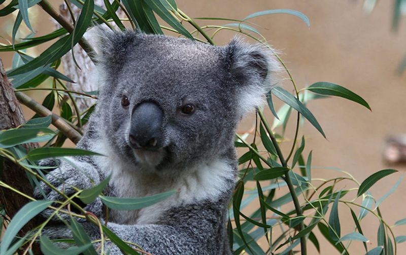 Koalas: Eucalyptus Eaters Emptying Accounts