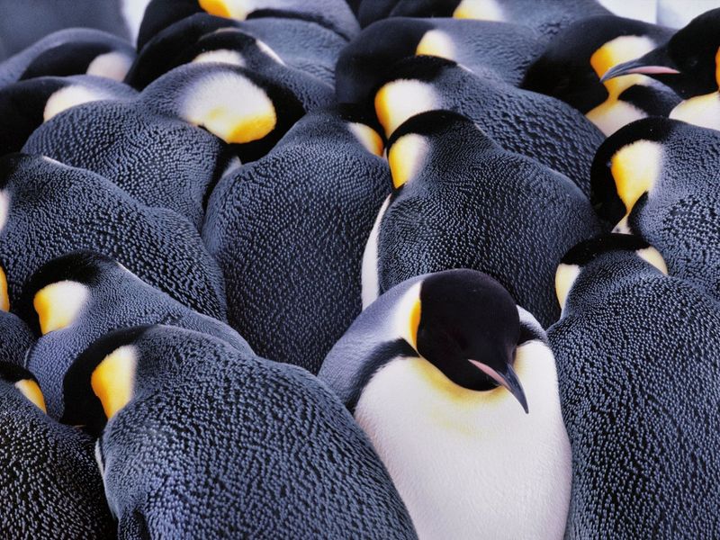 Penguins