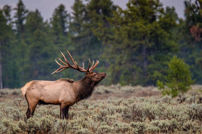 Grand Teton's Elk Migration Spectacle