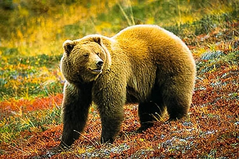 Denali National Park: Alaska's Bear Wilderness