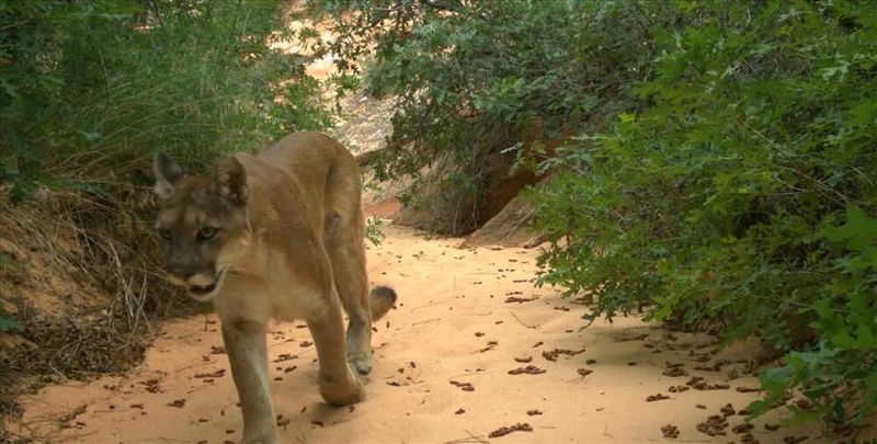 Zion National Park's Desert Lion Domain