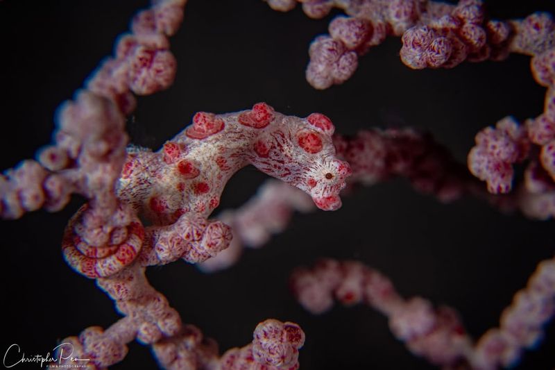 Pygmy Seahorses