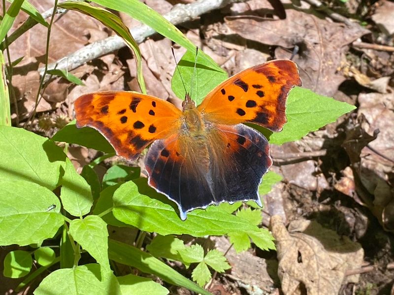 Question Mark Butterfly