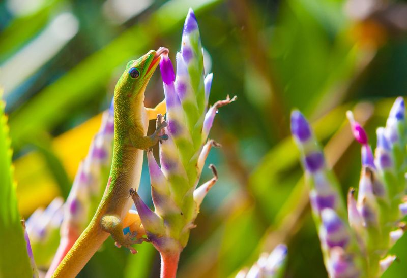 Pint-Sized Pollinators: Geckos