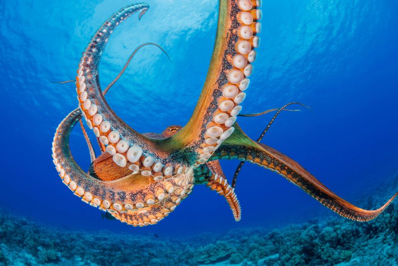 Eight Arms To Embrace: Octopuses