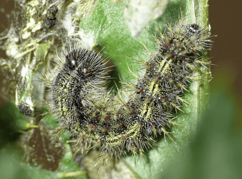 Caterpillars With Spiky Protection