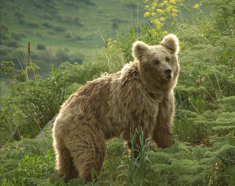 The Future Of The Tien Shan Brown Bear In Kazakhstan
