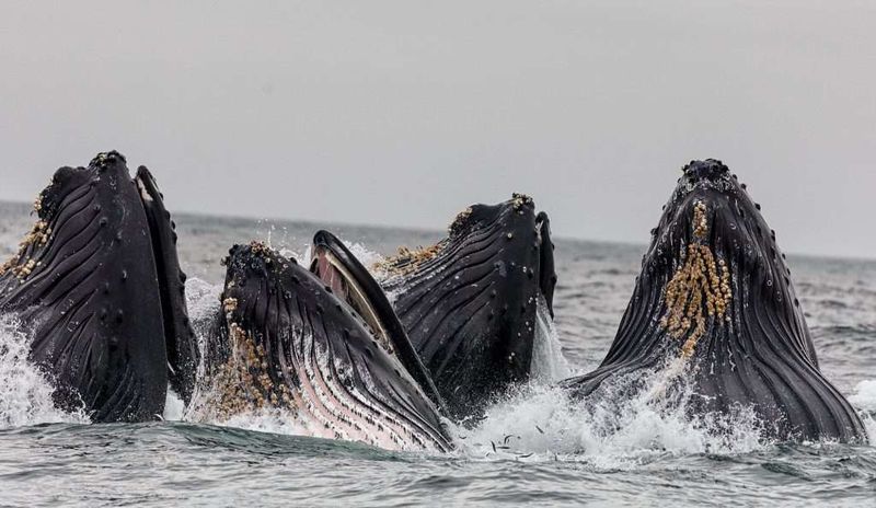 Guardians Of Blue Carbon Ecosystems