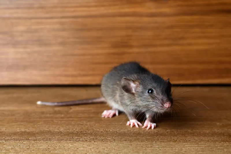 Hulked-Out Mice