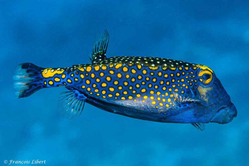 Boxfish