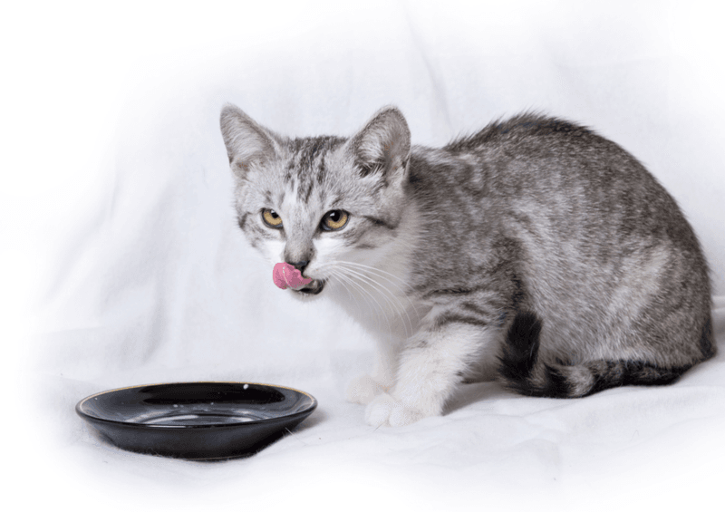 Tuna Juice Temptation