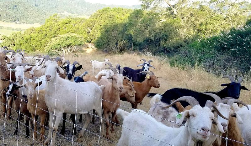Herds Can Be Moved Easily Between Jobs