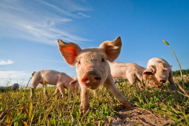 Pigs Understand Pointing Gestures