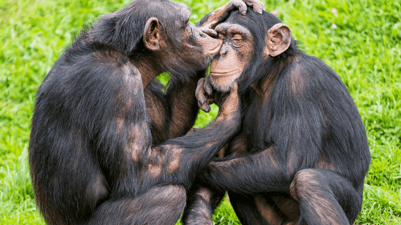 Chimps Console Each Other