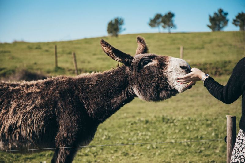 Donkeys: Loyal Protectors With Long Memories