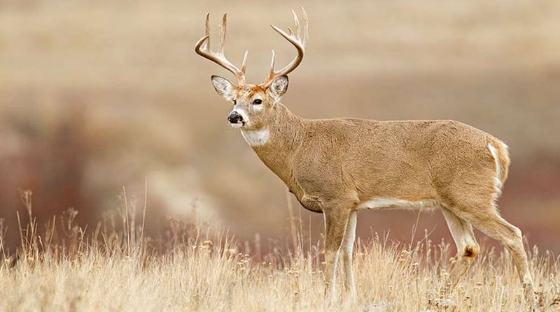 Wild Game: Nature's Grocery Store