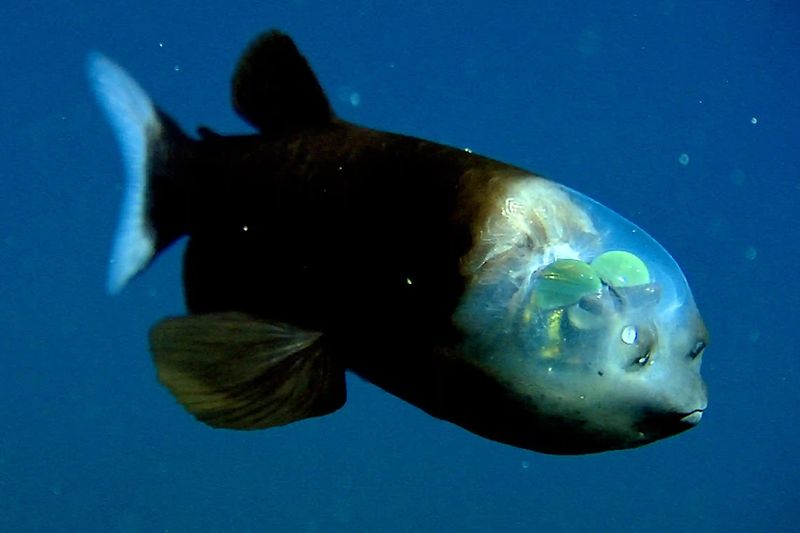 Barreleye Fish – The Fish With A Transparent Head