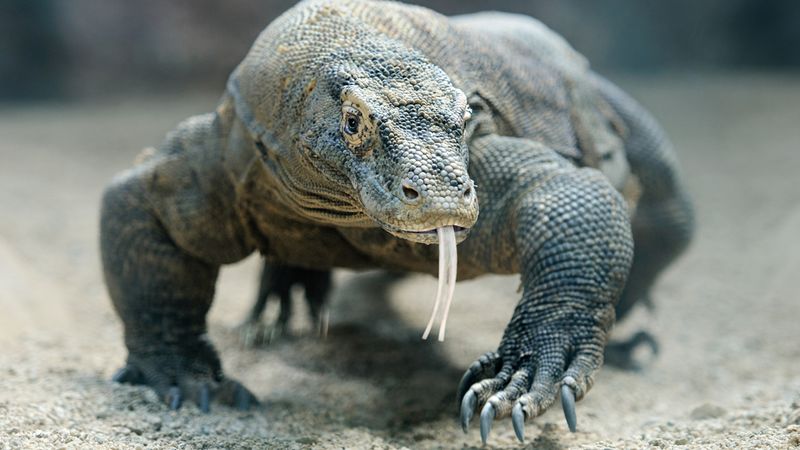Komodo Dragon: Modern-Day Dinosaur