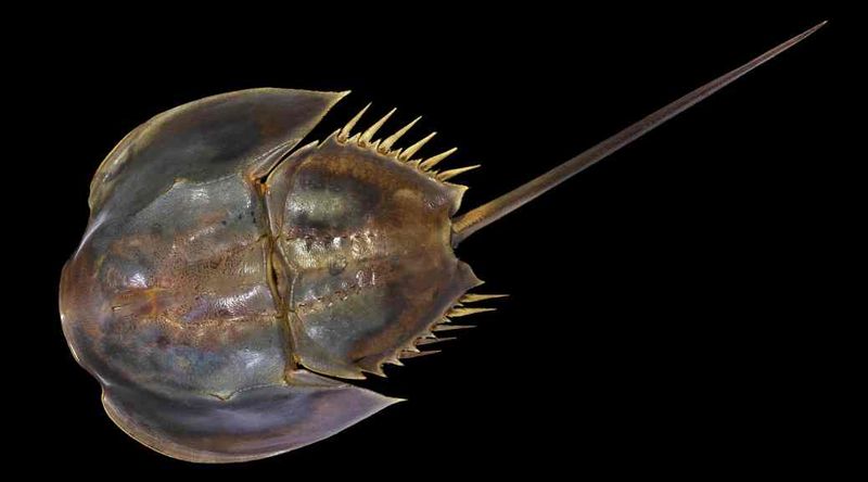 Horseshoe Crab