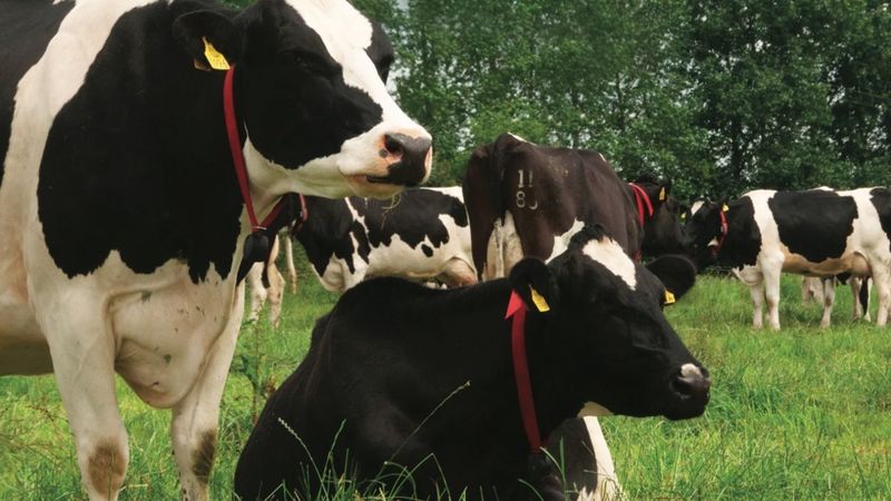 Cows: Docile Ruminators