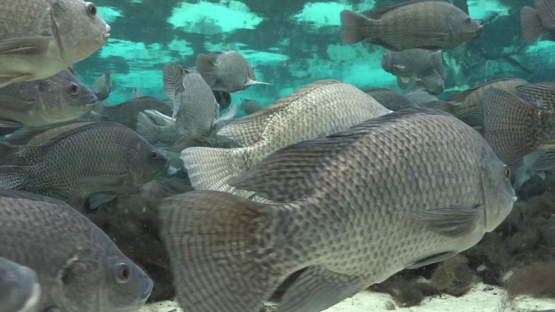 Tilapia