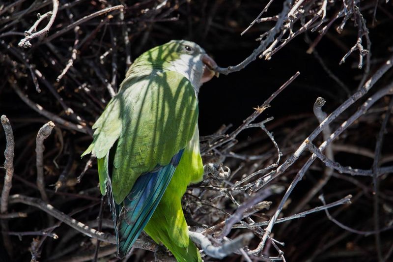Monk Parakeet