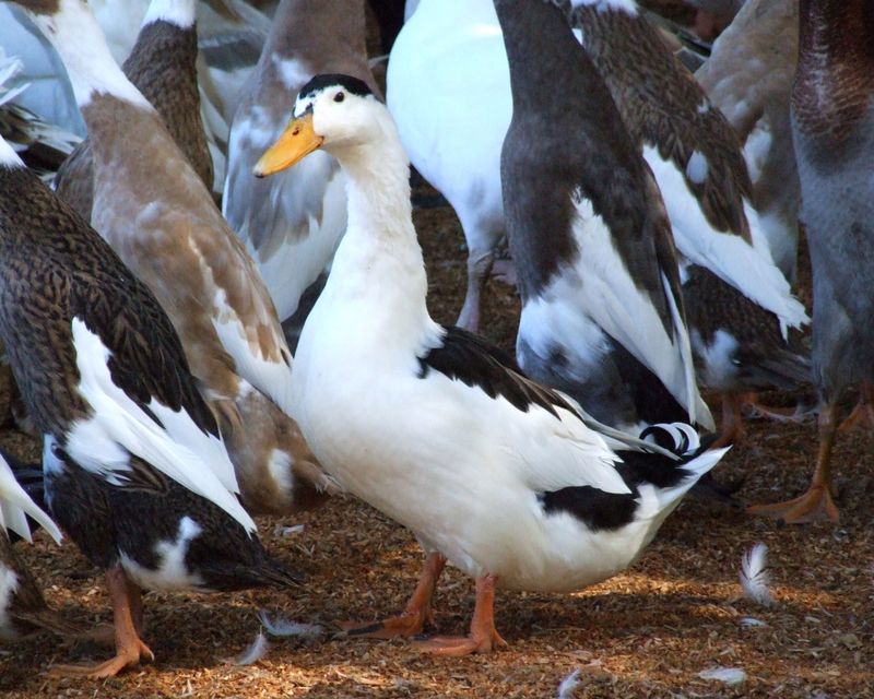 Magpie Duck: The Striking Conservationist's Choice