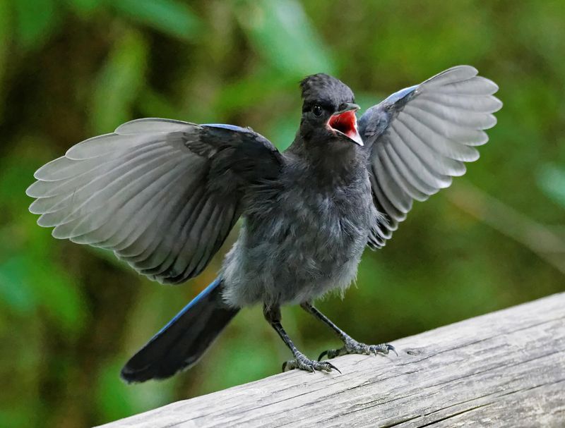 Blue Jay Imposters: Stellar's Jays