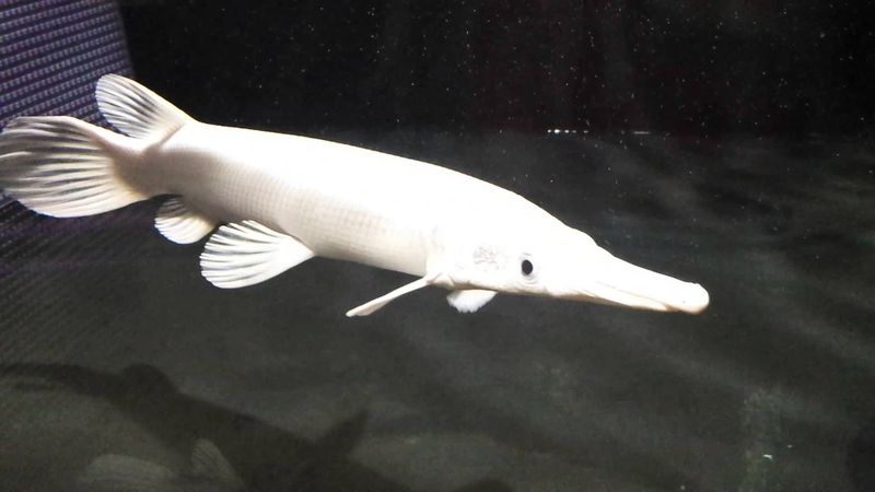 Platinum Alligator Gar – Up To $1,600