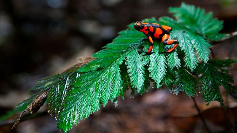 Splendid Poison Frog