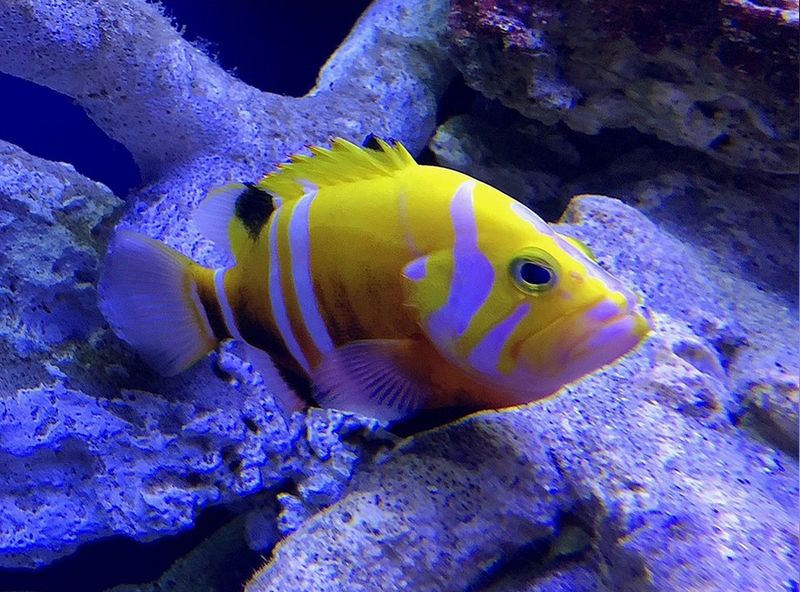 Neptune Grouper – Up To $6,000