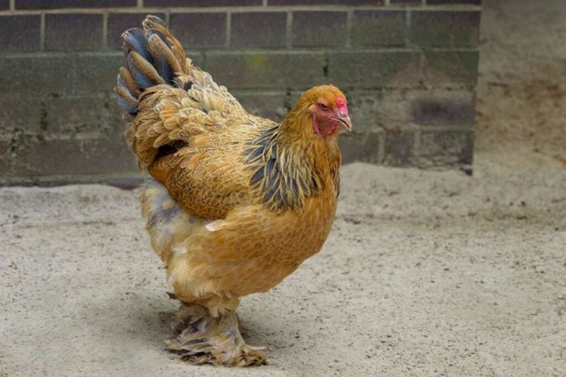 Buff Brahma Bantam: The Pocket-Sized Charmer