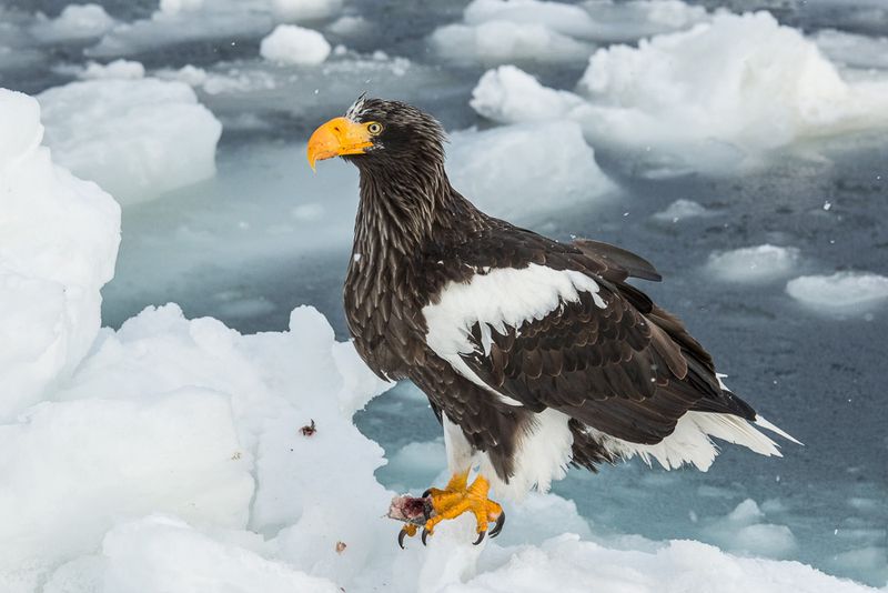 Steller's Sea Eagle Is Among The Heaviest