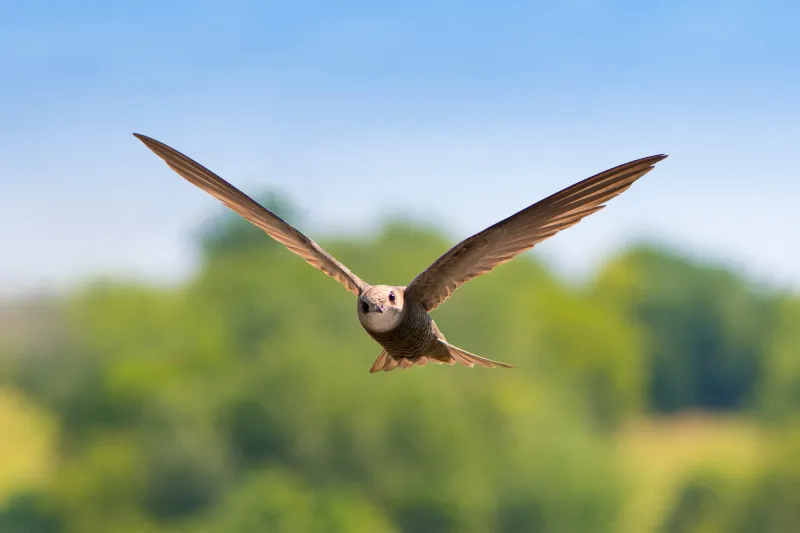 Common Swift: The Non-Stop Flyer