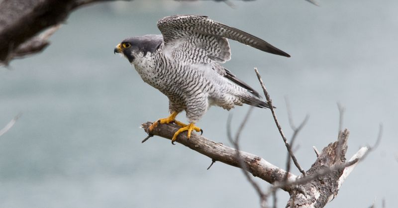 Peregrine Falcon