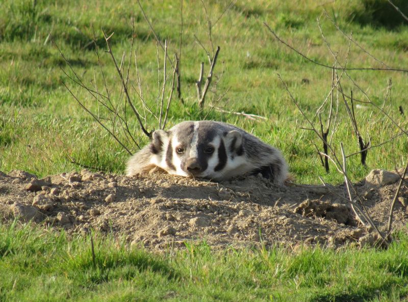 Badgers – Tenacious Diggers Of The Prairie