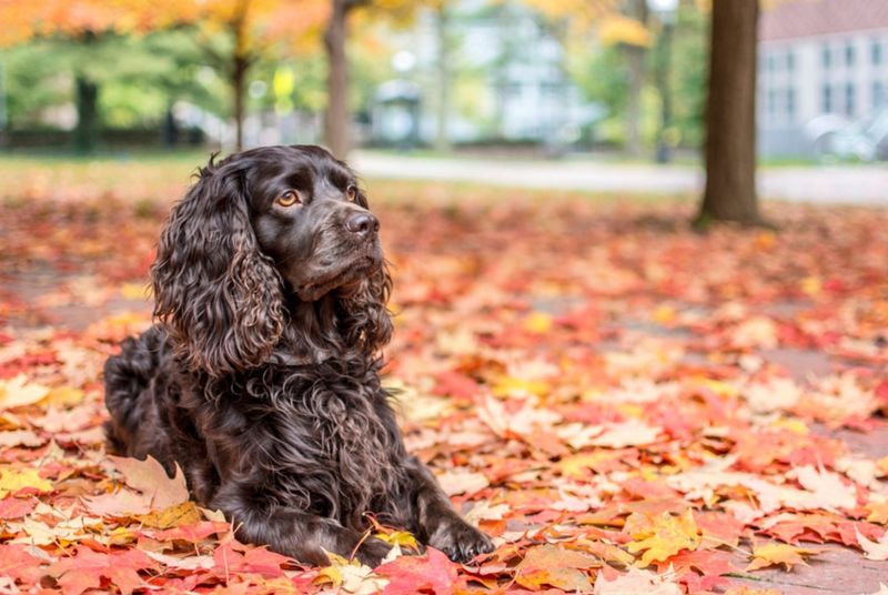 Boykin Spaniel 