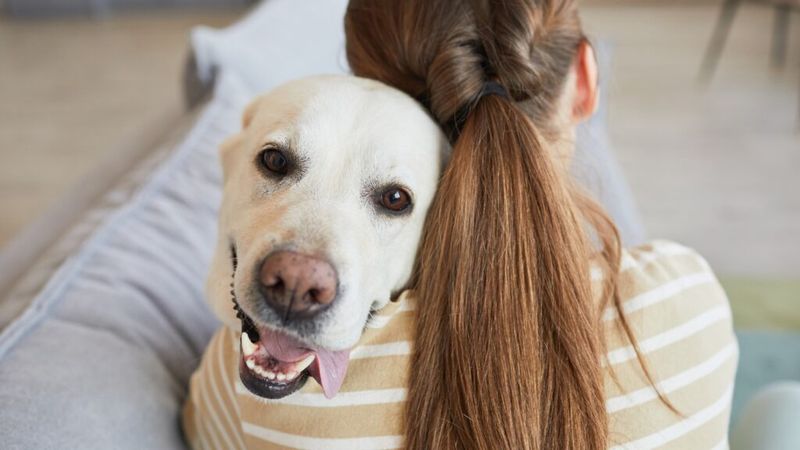 Soul-Reading Labrador Retrievers