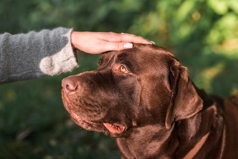 Labrador Love Sponges