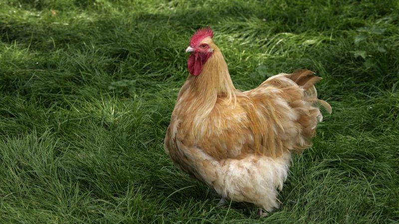 Buff Plymouth Rock: The American Heritage Bird