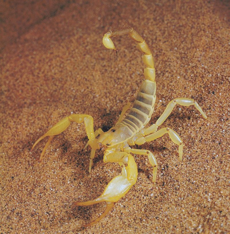Yellow Fat-Tailed Scorpion