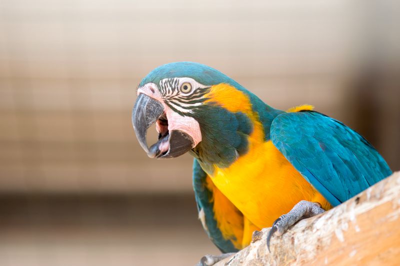 Blue-throated Macaw – Sky Jewel Of The Bolivian Savanna
