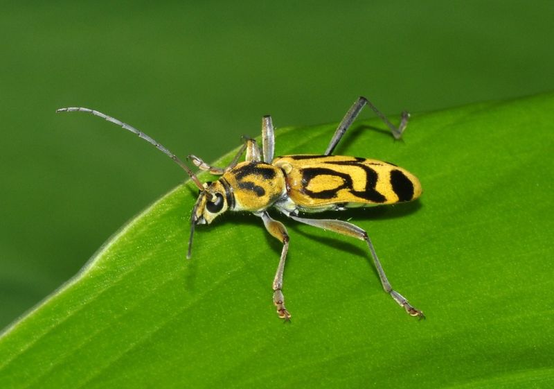 Bamboo Borers