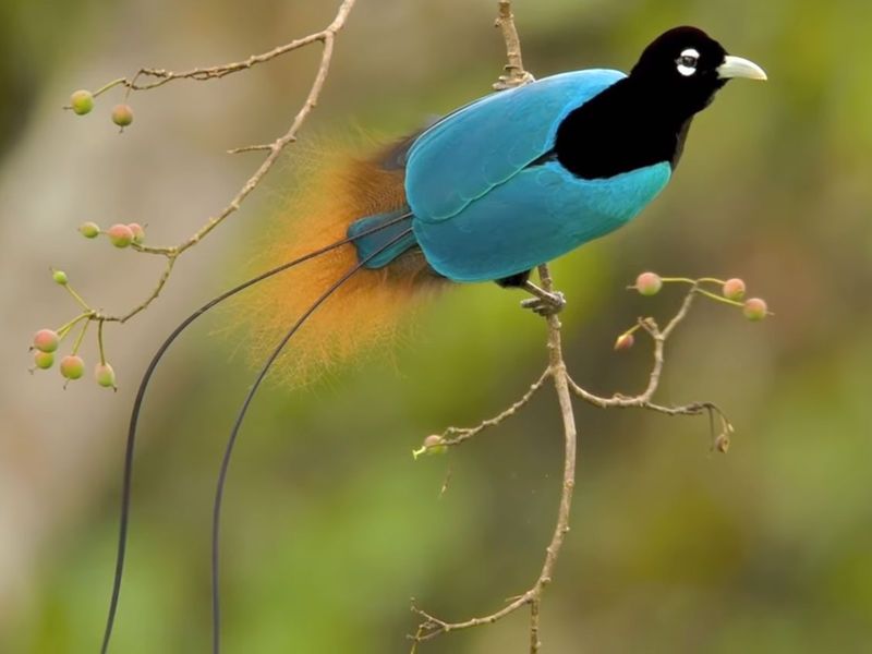 Blue Bird-Of-Paradise