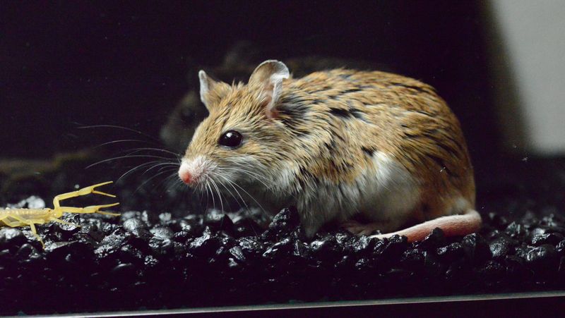 Grasshopper Mouse