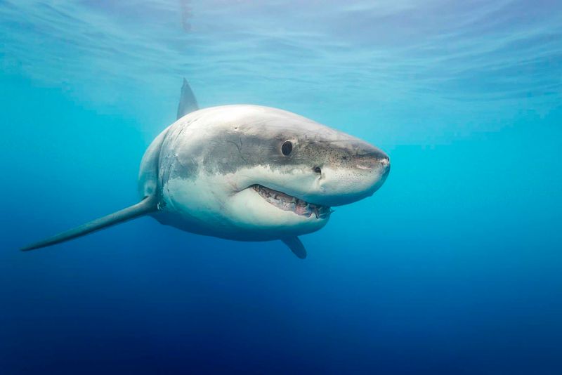 Great White Sharks: Misunderstood Predators