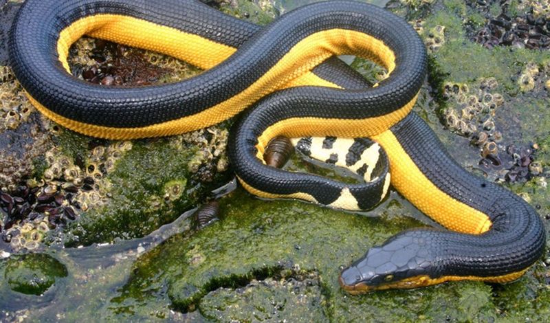 Yellow-Bellied Sea Snake