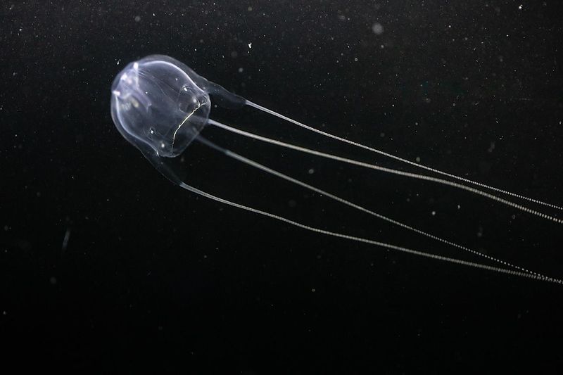 Irukandji Jellyfish