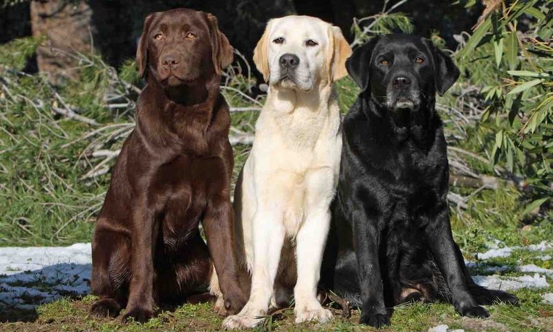 Labrador Retriever